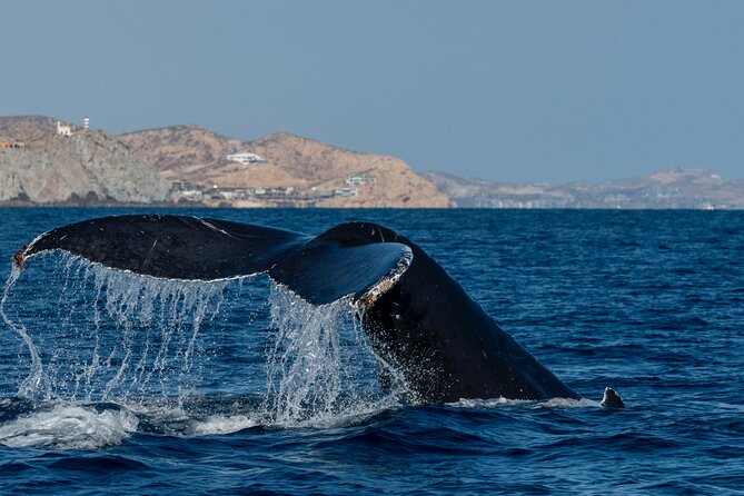 Whale Watching by Zodiac in Cabo San Lucas with Photos Included - FAQs