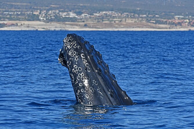 Whale Watching by Zodiac in Cabo San Lucas with Photos Included - Whale Watching by Zodiac in Cabo San Lucas with Photos Included: An Authentic Encounter