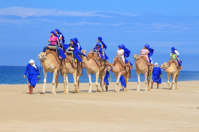 Half Day Guided Camel Safari in Cabo San Lucas - Key Points