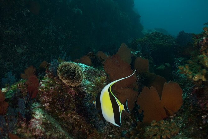 2 Tank Dive - Certified Divers (Santa Maria Bay & Chileno Bay) - An In-Depth Look at the 2 Tank Dive Experience in Cabo