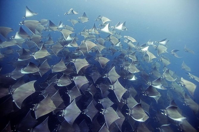 2 Tank Dive - Certified Divers (Santa Maria Bay & Chileno Bay) - Exploring Cabo’s Underwater World: A Review of the 2 Tank Dive for Certified Divers