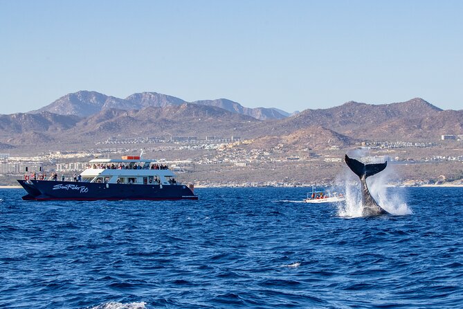 Cabo San Lucas Whale Watching Lunch Cruise - Key Points