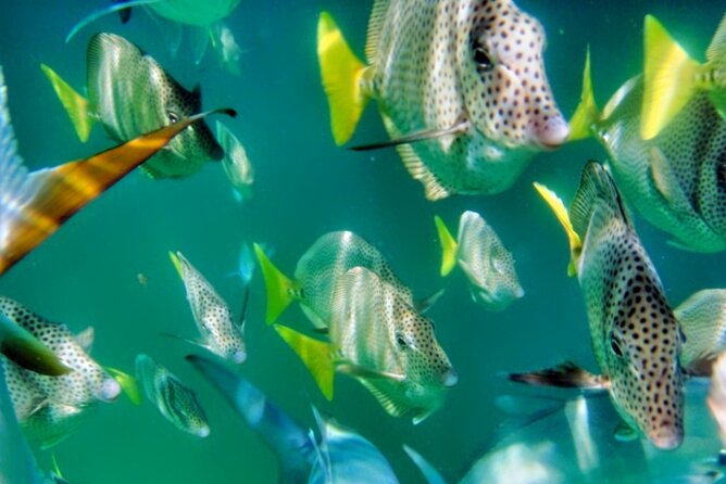 Glass Bottom Boat Sightseeing Tour in Cabo San Lucas - A Closer Look at the Experience