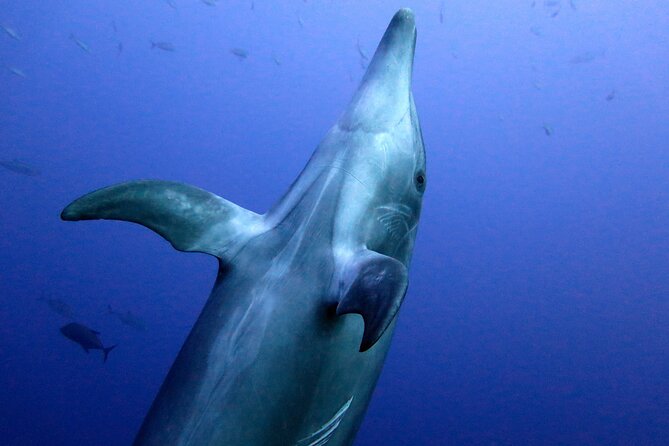 Ocean safari, snorkel with pelagic animals - Who Is This Tour Best For?