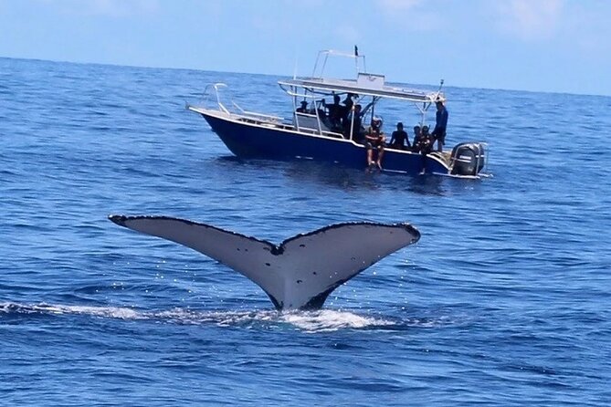 Ocean safari, snorkel with pelagic animals - FAQ