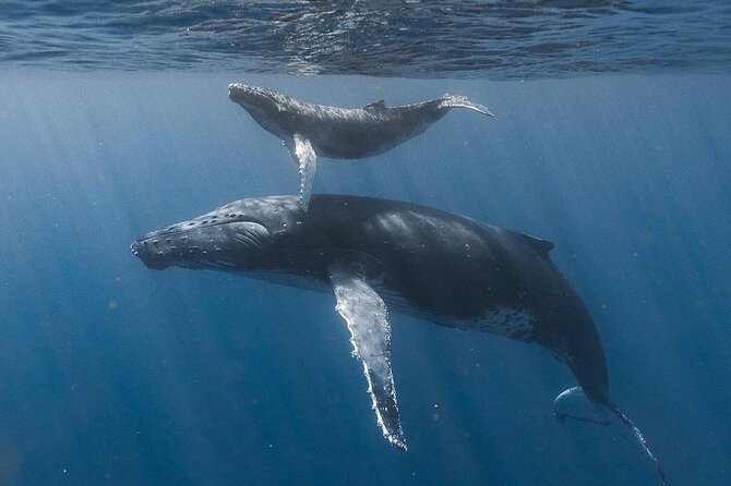 Ocean safari, snorkel with pelagic animals - Good To Know