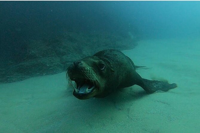 Non-Certified Diving Adventure in Cabo San Lucas - FAQ