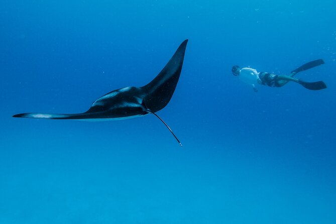 Ocean Safari: Orcas, Whales & Baja's Ocean Giants Adventure - Analyzing Value and Experience