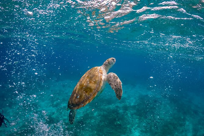 Ocean Safari: Orcas, Whales & Baja's Ocean Giants Adventure - A Detailed Look at the Ocean Safari Experience