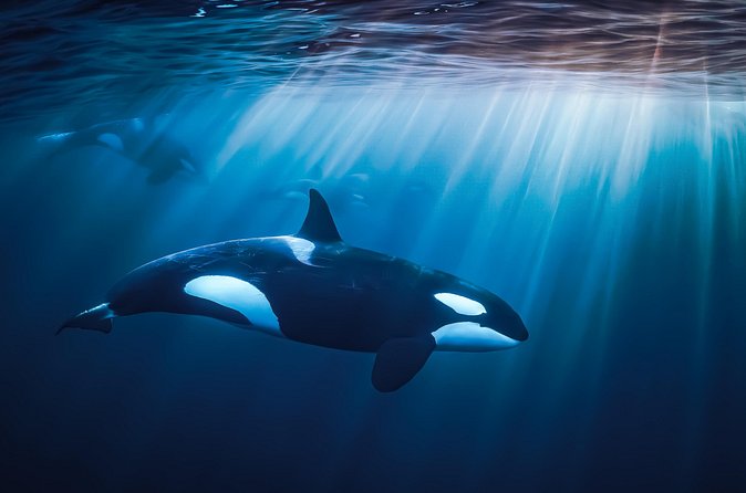 Ocean Safari: Orcas, Whales & Baja's Ocean Giants Adventure - FAQ
