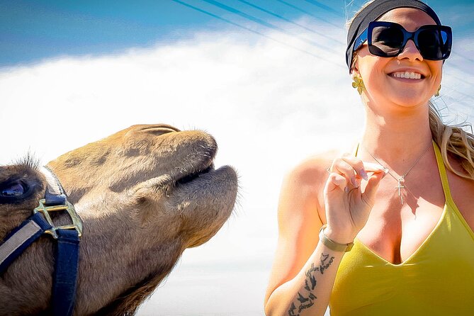 Sky Bike Free Camel Ride and Horseback Riding - The Sum Up