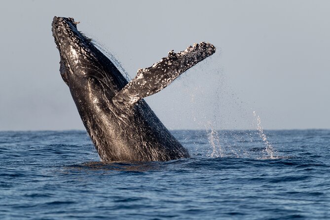 Educational Sunrise Whale Watching with Photos Included - What Travelers Are Saying