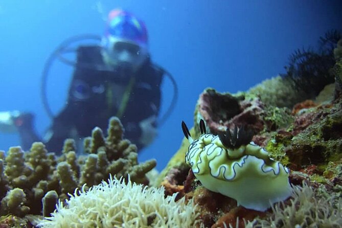 Cabo San Lucas 2 Tank Scuba Diving - Flexibility and Weather Considerations