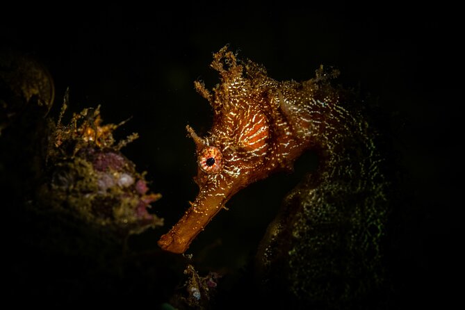 2 Dives in the Cabo Marine Park - FAQ