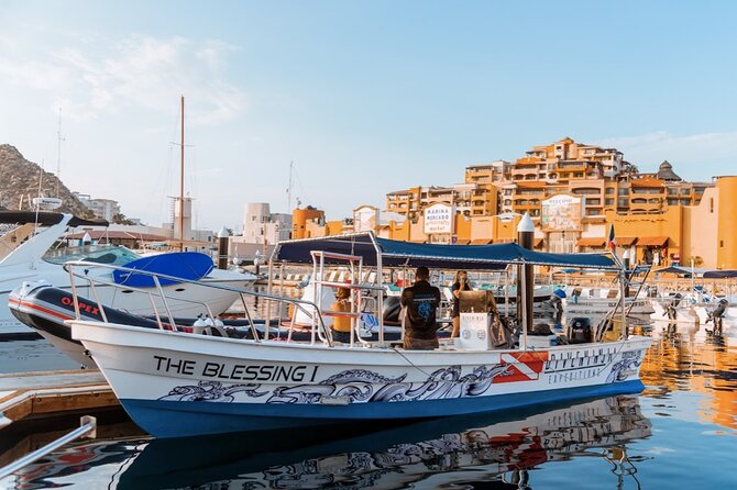 Whale Watching Tour in Cabo San Lucas - The Experience & Group Size