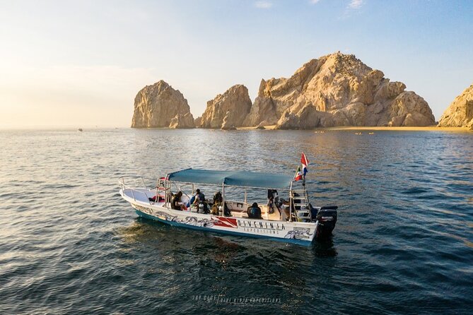 Whale Watching Tour in Cabo San Lucas - The Marine Environment & Wildlife Encounters
