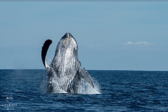 Whale Watching Tour in Cabo San Lucas - What to Expect on the Water