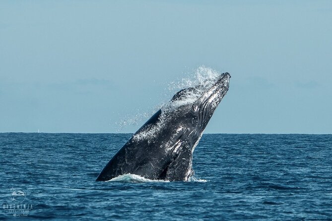 Whale Watching Tour in Cabo San Lucas - A Balanced View: Pros and Cons