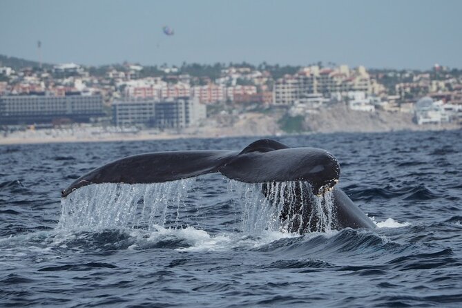 Whale Watching Tour in Cabo San Lucas - Frequently Asked Questions