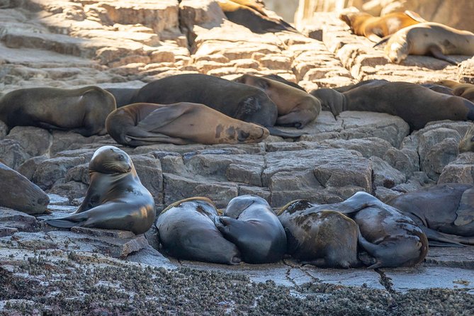 Snorkeling at Pelicans Rock - What the Tour Includes and Its Practical Value