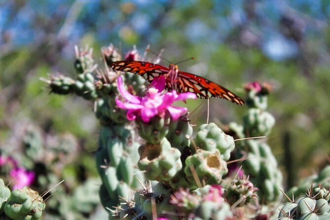 Migriño Beach ATV Extreme Adventure - Pricing and value: What you’re getting