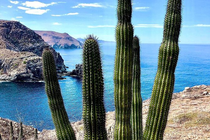 The Ultimate Camel Safari Experience in Los Cabos - What Makes This Tour Special?