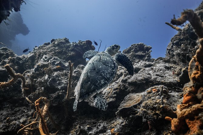Snorkeling in San Jose del Cabo - Guides and Experience Quality