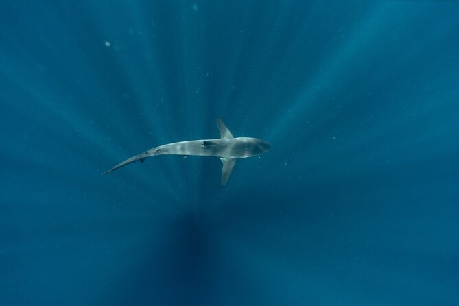 Private Ocean Seafari Swim with Wildlife in SJC - The Sum Up: Who Will Love This Tour?