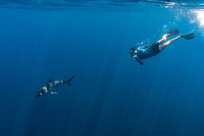 Private Ocean Seafari Swim with Wildlife in SJC - Good To Know