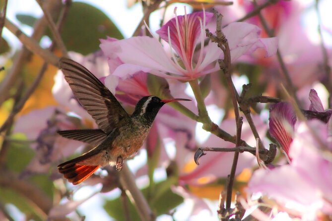 Cabo birding | Bird watching at bird sanctuary - Exploring the Details: What to Expect on the Tour