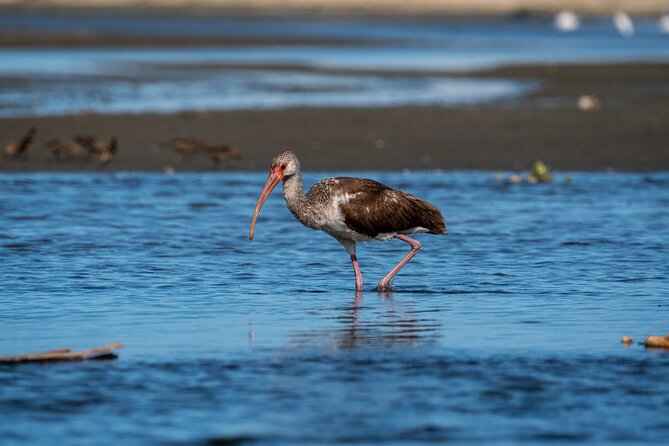 Cabo birding | Bird watching at bird sanctuary - Who Would Love This Tour?