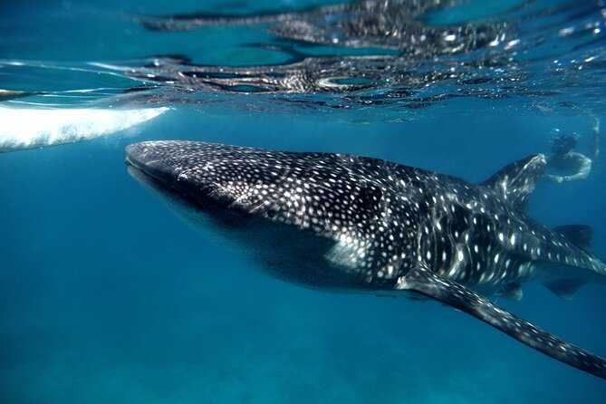 Whale Shark Snorkel Experience in Cancun (Snack Lunch included) - Who Should Consider This Tour?