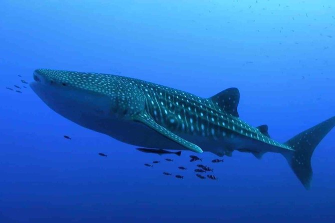 Whale Shark Snorkel Experience in Cancun (Snack Lunch included) - Frequently Asked Questions