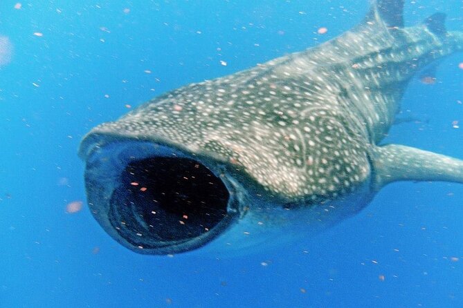 Adventure and Snorkel with the Whale Shark departing from Cancun - Authentic Insights from Reviewers
