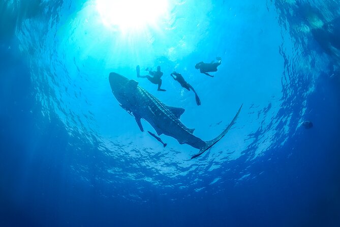 Whale Shark Snorkeling Experience from Cancun and Riviera Maya - The Practical Aspects