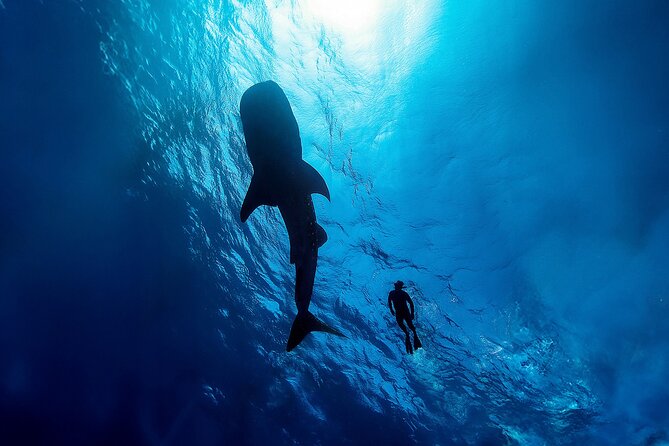 Whale Shark Snorkeling Experience from Cancun and Riviera Maya - The Sum Up: Who Is This Tour Best For?