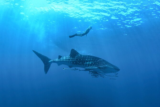 Whale Shark Snorkeling Experience from Cancun and Riviera Maya - An In-depth Look at the Whale Shark Snorkeling Experience