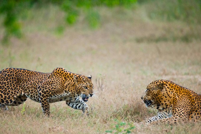 Full Day Yala Safari with Picnic Lunch from Hambantota Harbour - Key Points