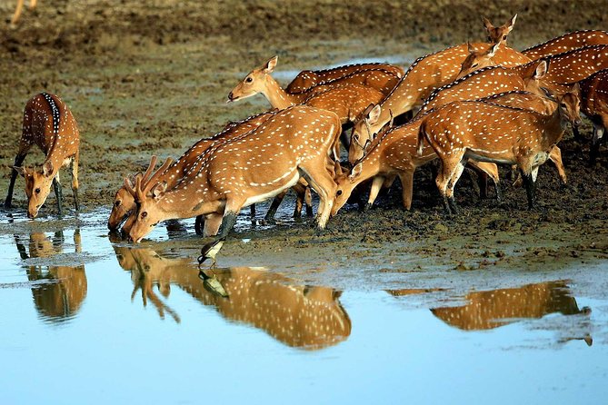 Full Day Yala Safari with Picnic Lunch from Hambantota Harbour - A Deep Dive into the Yala Safari Experience