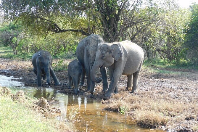Udawalawe Safari & Baby Elephants Visit from Hambantota Port - Detailed Review of the Tour