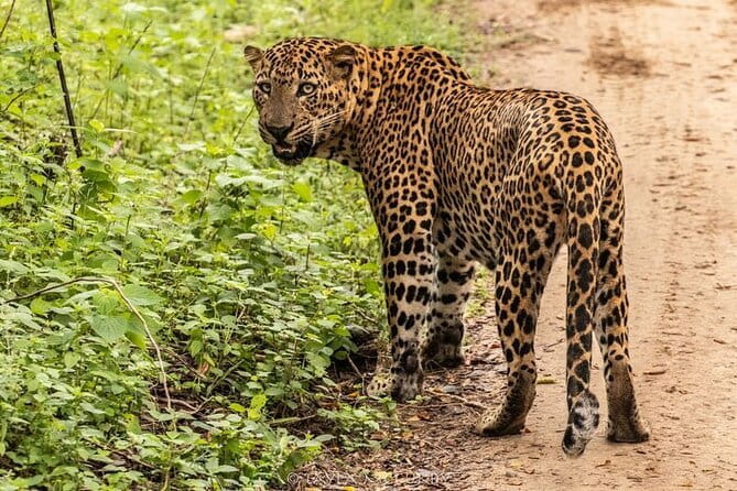 Yala National Park Safari Tour From Hambantota Port - Final Thoughts