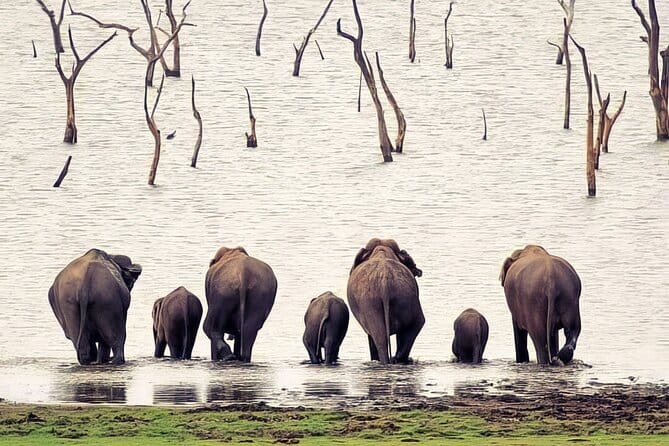 Udawalawe Elephant Safari and Orphanage Tour Shore Excursions - Transportation and Group Dynamics