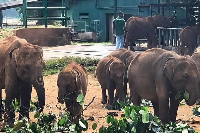 Udawalawe Elephant Safari and Orphanage Tour Shore Excursions - The Cost and Value Proposition