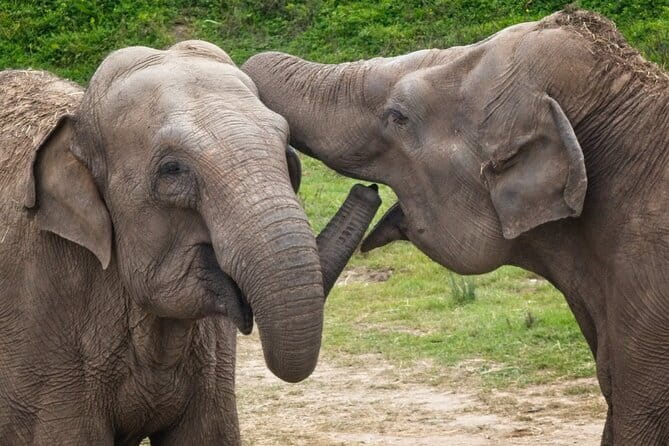 Udawalawe Elephant Safari and Orphanage Tour Shore Excursions - Authentic Insights from Reviewers