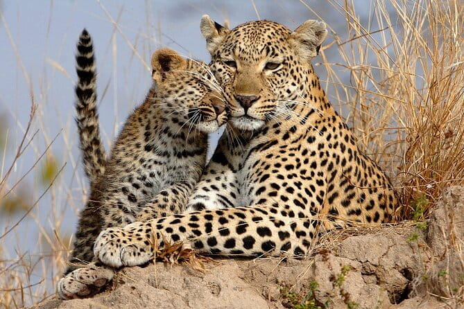 Yala National Park Safari Tours From Hambantota port - Summary and Who It’s Best For  