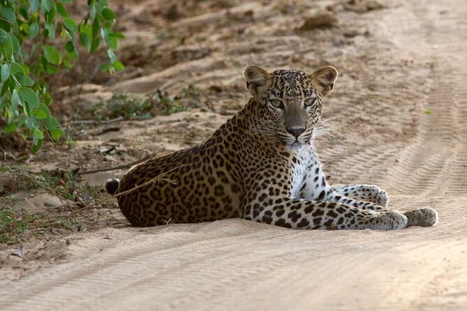 Yala National Park Safari Tours From Hambantota port - An In-Depth Look at the Tour  