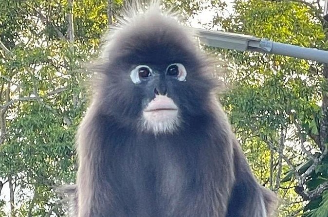 Penang Private Tour with Hill, Temple and Heritage Experience - FAQs