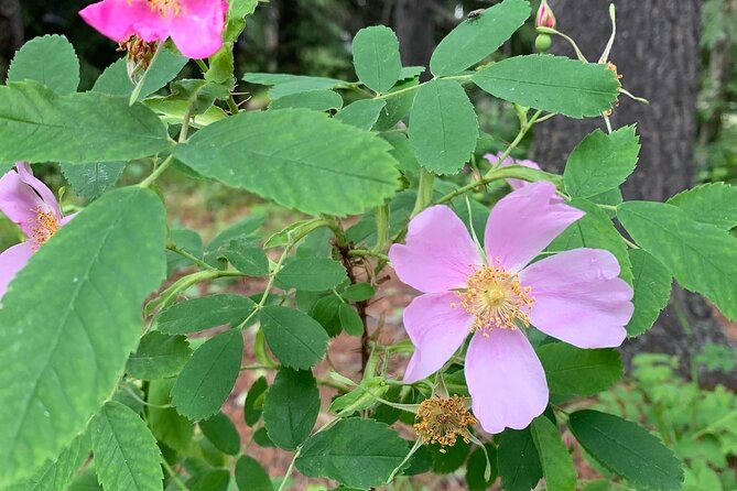 The Canmore History Tour - 1.5H Walk - Who Will Love This Tour?