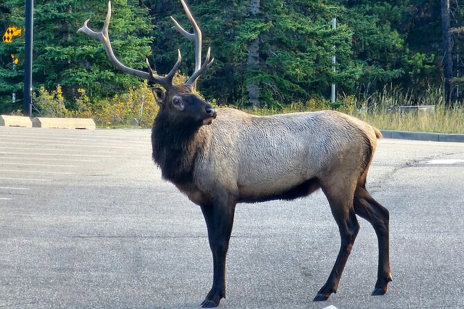 Full Day Private Tour Banff/Yoho Customized Sightseeing - Who Is This Tour Best For?