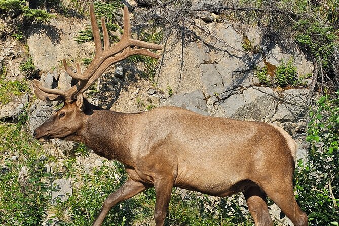 From Canmore/Banff: Columbia Icefield Skywalk Peyto Private Tour - A Detailed Look at the Canadian Rockies Adventure